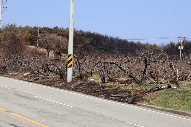 불에 탄 영덕 복숭아나무