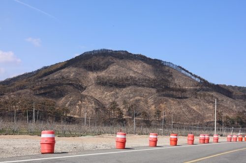 산불 지나간 영덕 야산