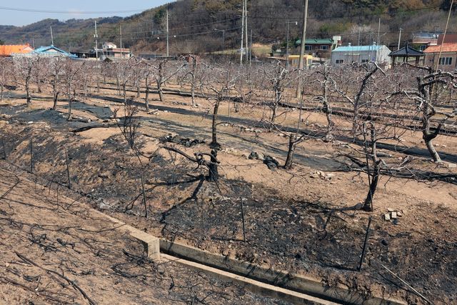 불에 탄 영덕군 지품면 복곡리 사과나무