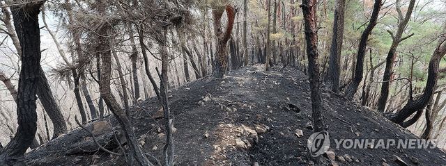 검게 타버린 나무