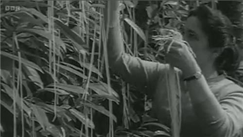 '나무에서 자라는 스파게티'