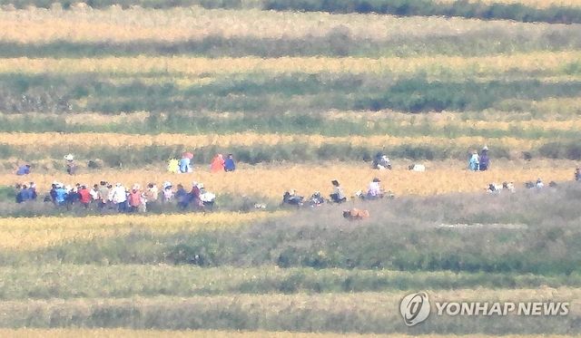 추수 한창인 북한 들녘