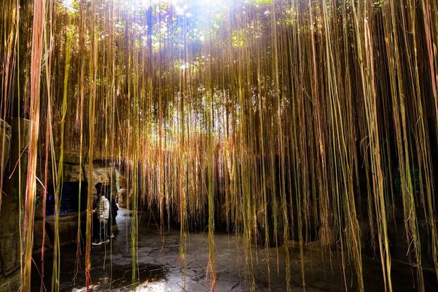 열대관에 드리워져 있는 시서스 [사진/임헌정 기자]