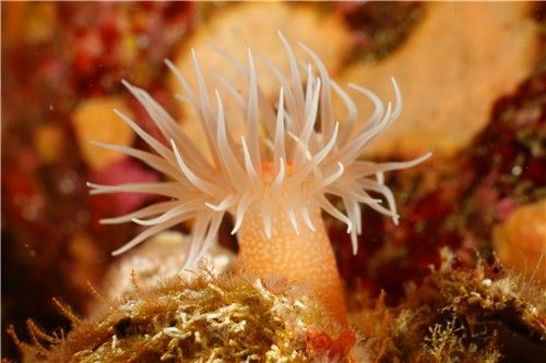 제주 바다에 자생하는 별란말미잘. [국립호남권생물자원관 제공. 재판매 및 DB 금지]