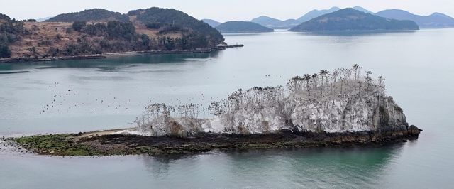 민물가마우지 배설물 뒤덮인 상증도