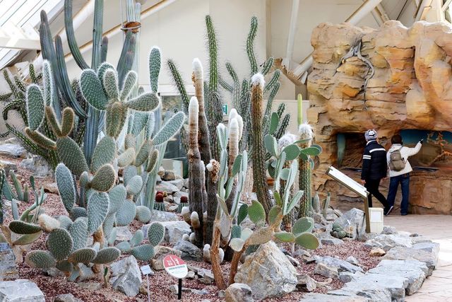 사막관의 선인장 [사진/임헌정 기자] 