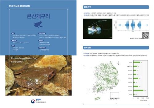 국립생물자원관이 공개한 큰산개구리 생태 정보. [자원관 제공. 재판매 및 DB 금지]