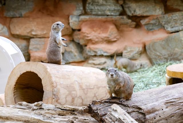 검은꼬리프레리도그 [사진/임헌정 기자]