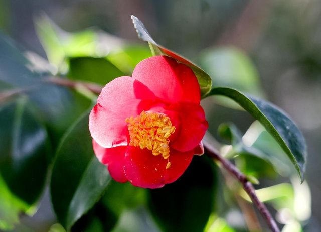 동백꽃 [사진/임헌정 기자]