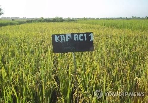 아프리카 말리에서 통일벼를 활용한 신품종 벼가 자라는 모습