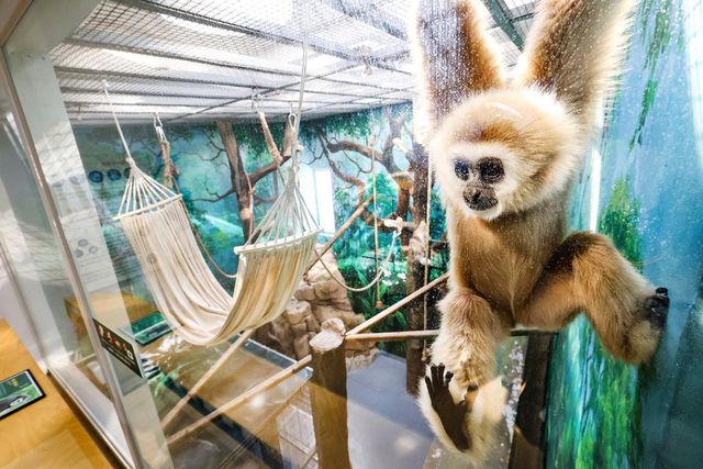 에코케어센터의 흰손긴팔원숭이 [사진/임헌정 기자]
