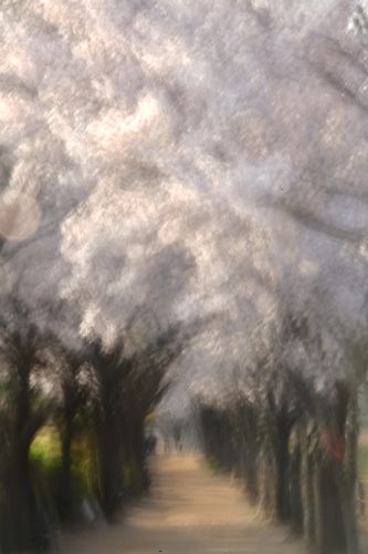 수채화 기법으로 찍은 벚꽃 사진