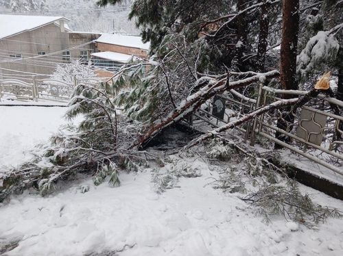 안동시 서후면에 쓰러진 나무