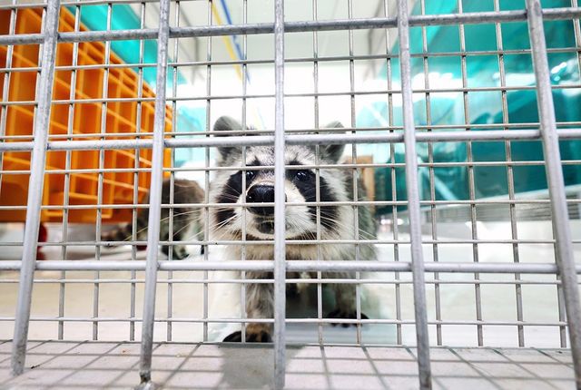 유기·방치 야생동물 보호시설의 라쿤 [사진/임헌정 기자]