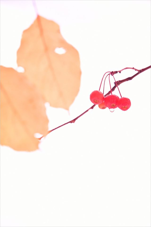 먼나무 열매 사진