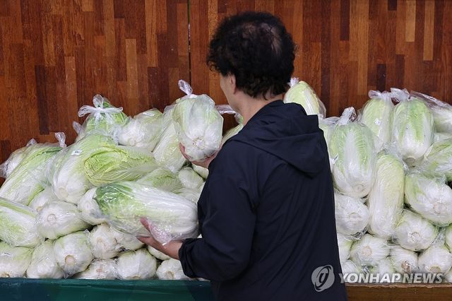신중해진 배추 고르기