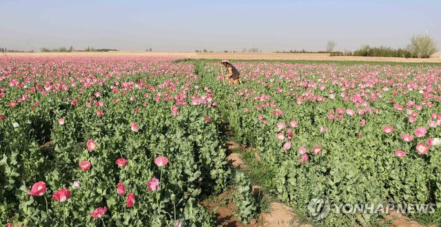 아프가니스탄의 한 양귀비밭