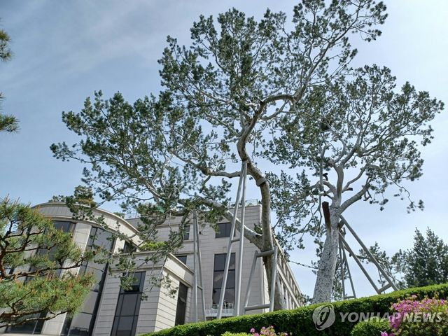 헌법재판소 내 600살 넘은 국내 최고령 백송