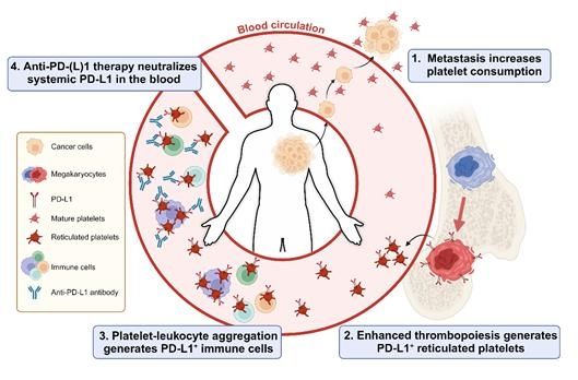 면역항암치료 반응성 예측