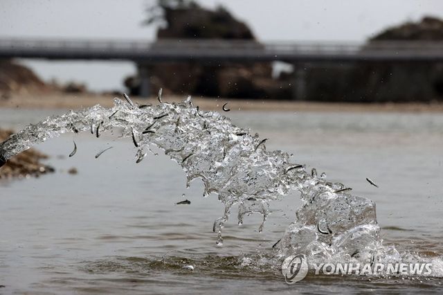 하천에 방류되는 연어
