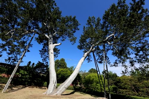 헌법재판소의 상징이 된 백송