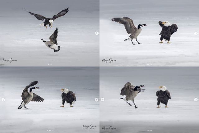 캐나다기러기와 흰머리독수리의 싸움