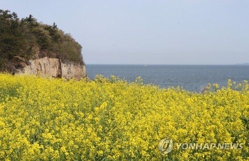 유채꽃 뒤로 펼쳐진 수평선