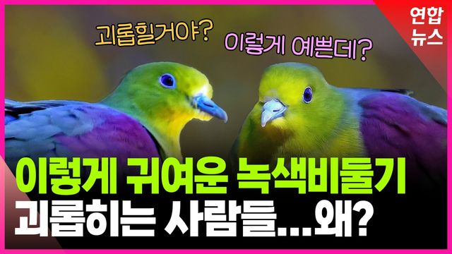 [영상] 울산에 나타난 '희귀조' 녹색비둘기 괴롭히는 사람들…왜? - 2