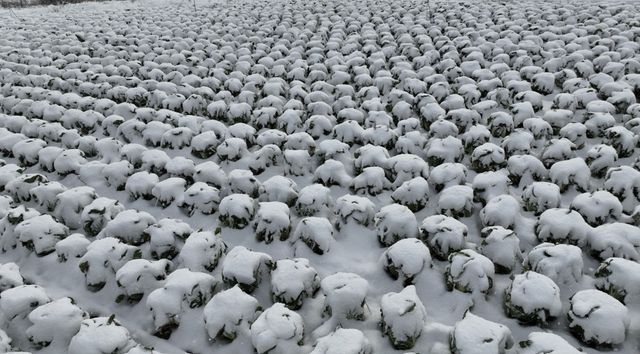 해남 겨울배추