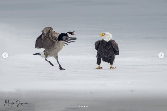 캐나다기러기와 흰머리독수리의 싸움