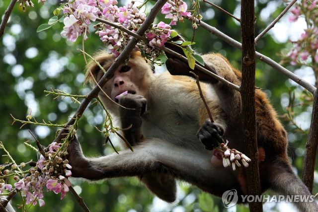스리랑카의 한 소형 원숭이