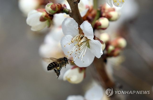 매화에 날아든 꿀벌