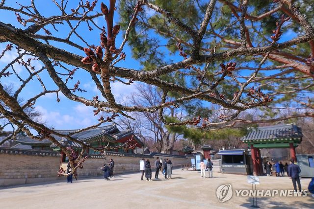 만개할 준비 마친 봄