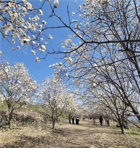 지난해 봄 김해시 목련 군락지 