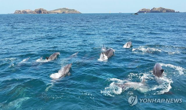 남방큰돌고래 무리의 봄 나들이