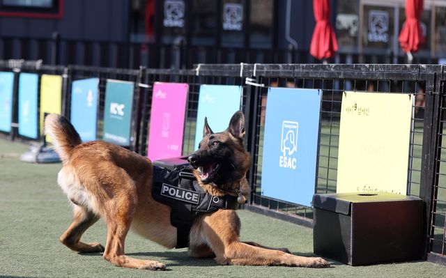 냄새를 구별해 목표물을 찾는 훈련을 하는 테오