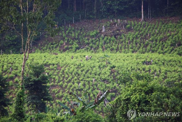 콜롬비아 코카 재배지