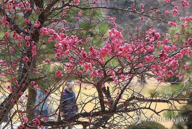 속속 도착하는 봄소식