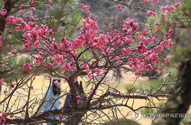 속속 도착하는 봄소식