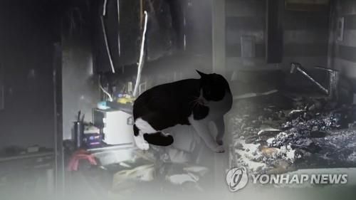 고양이 전기조리기 화재 CG