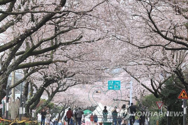 2023년 3월 25일 제주 애월읍 왕벚꽃축제 개막