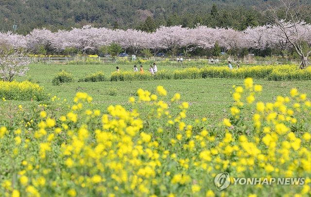 벚꽃과 유채꽃 어우러진 제주의 봄