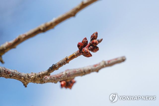 파란 하늘 아래 움트는 봄