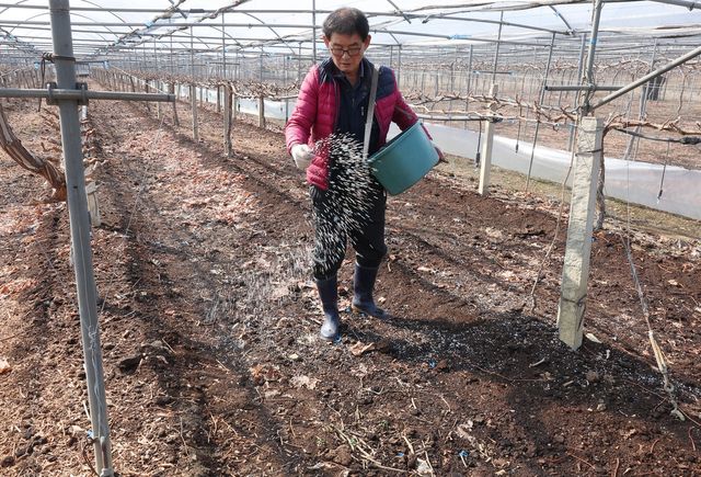 봄맞이해 포도밭에 비료 뿌리는 농민