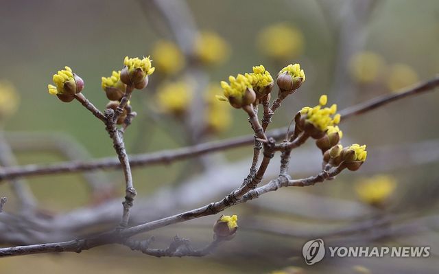 봄은 지척에….