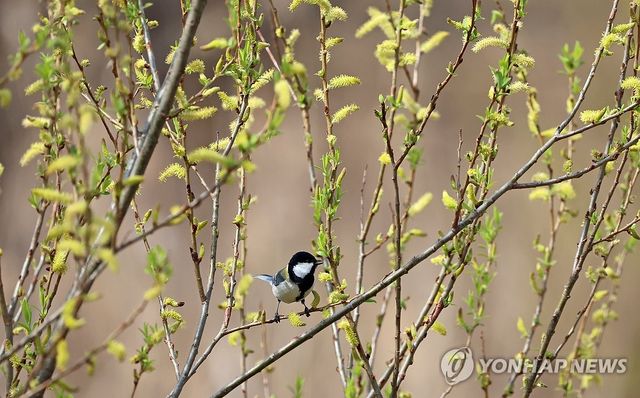 버드나무에서 먹이 찾는 박새