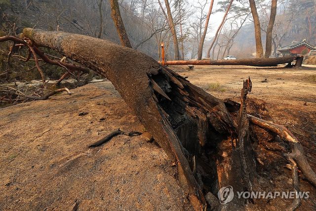화마에 쓰러진 고목