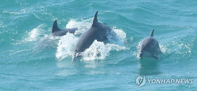 먹이활동 하는 남방큰돌고래
