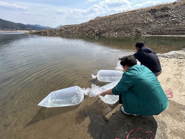 빙어 치어 방류하는 모습 