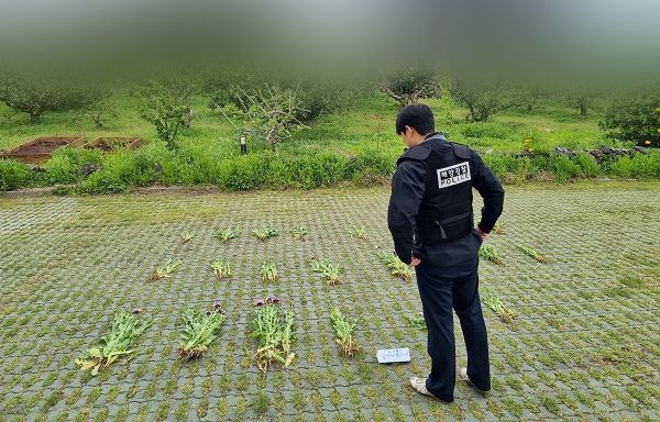 마약류 범죄 근절 단속 기간 '나도양귀비' 압수한 해경